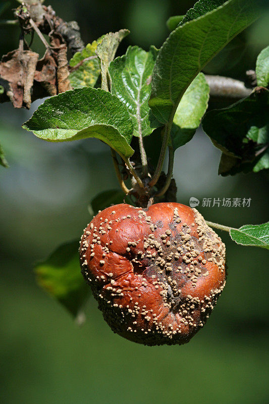 烂苹果挂在太阳下