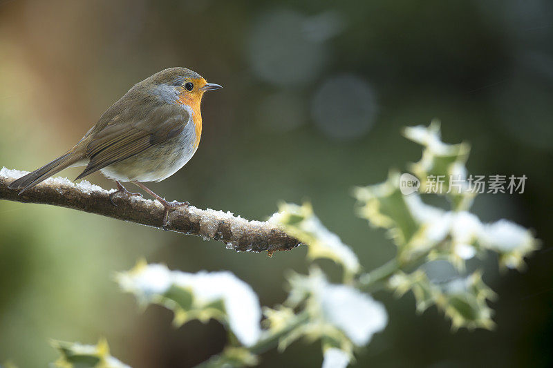 罗宾(红心rubecula)