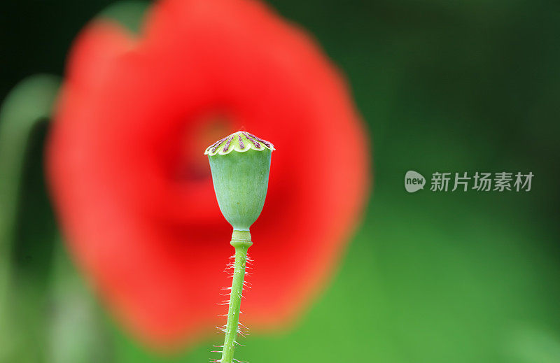 红色的罂粟花与绿色蒴果在前景