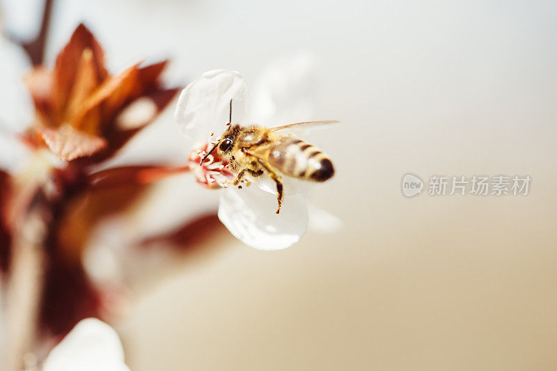 从樱桃树上采集花蜜的蜜蜂