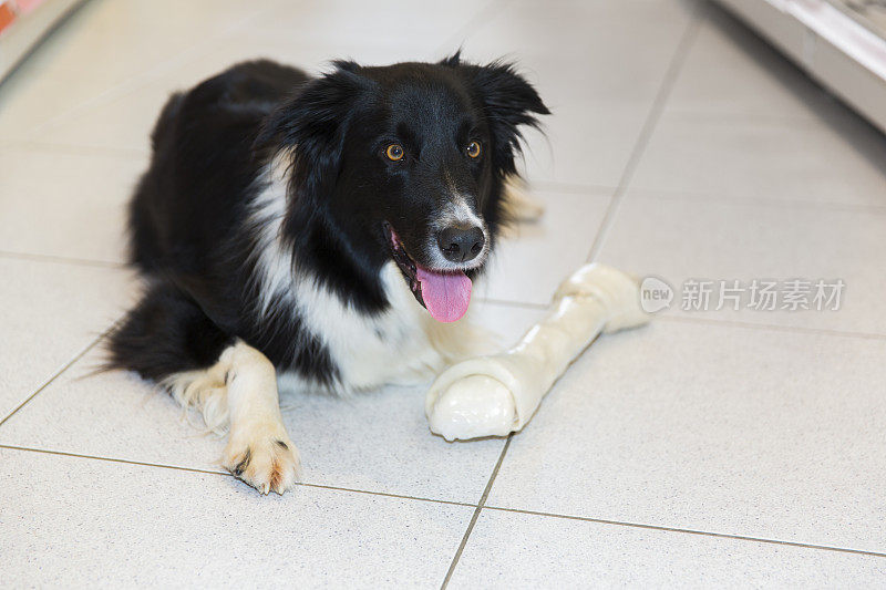 可爱的边境牧羊犬与大宠物骨头休息