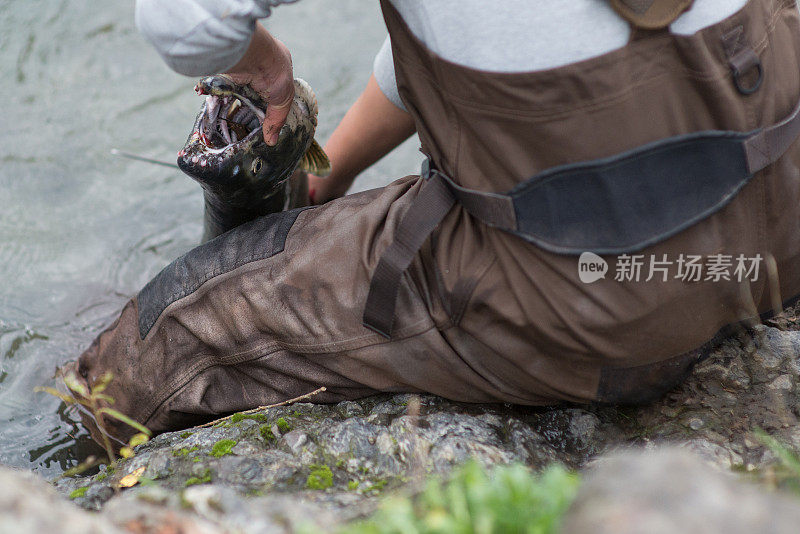 人类在河岸放鲑鱼