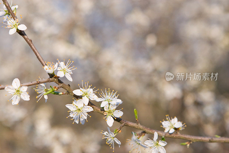 梅花