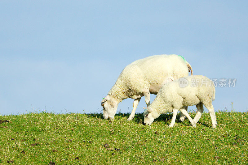 荷兰堤坝上的绵羊和小羊羔