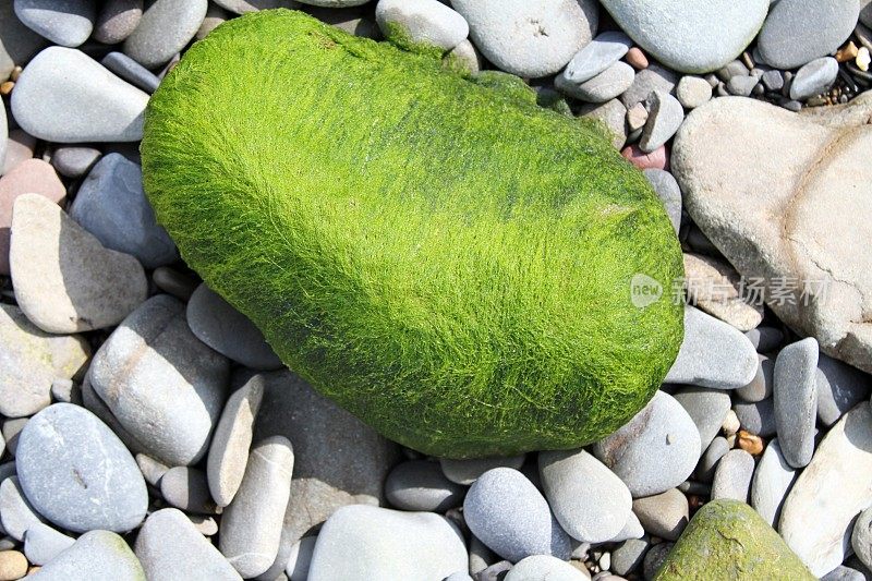 海藻覆盖的岩石