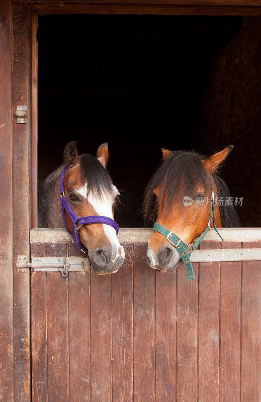 两只漂亮的小马在马厩门口张望。
