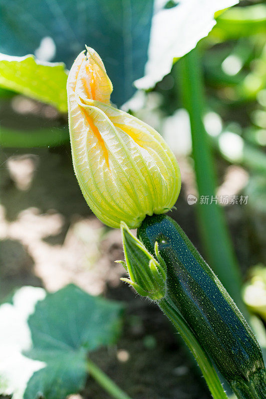 菜园里的花西葫芦