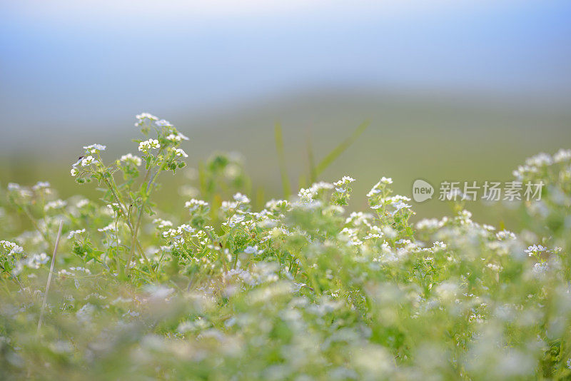 春天开花领域