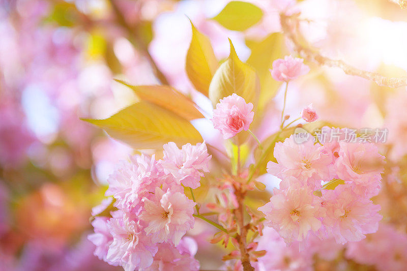 樱花。小樱。