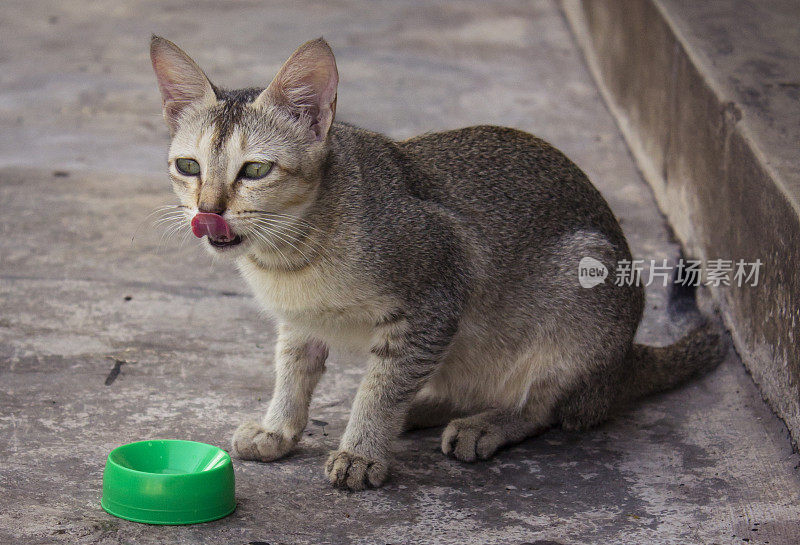 棕色的猫