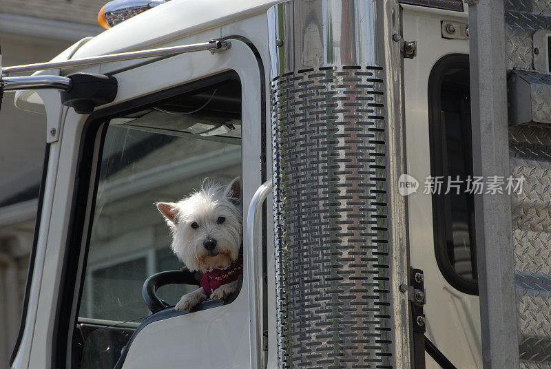 可爱的狗“驾驶”一辆大卡车