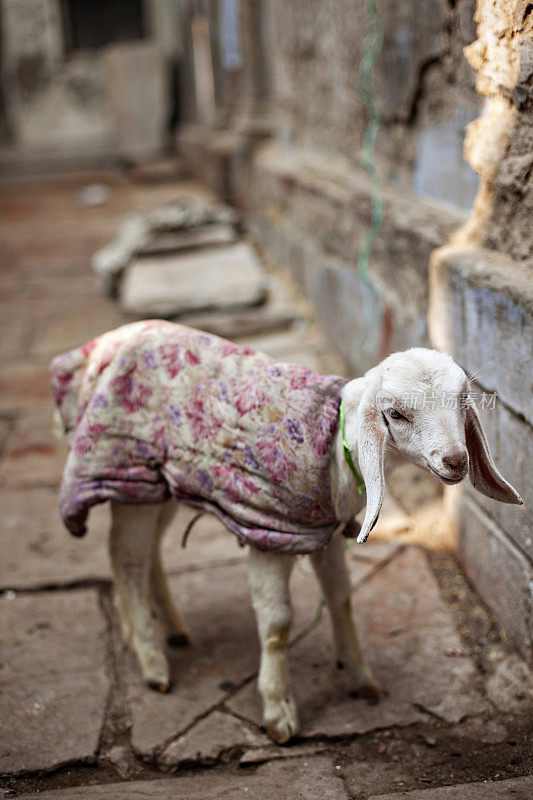小山羊瓦拉纳西印度穿着手工织物外套