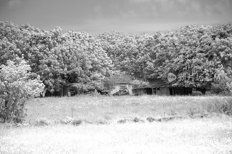 被树遮蔽的废弃的老房子