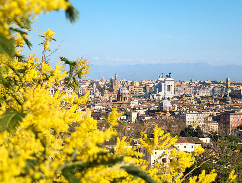 罗马城市全景与含羞草在二月，意大利罗马