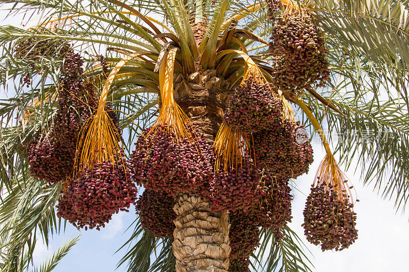 埃及:纳特龙河谷的椰枣
