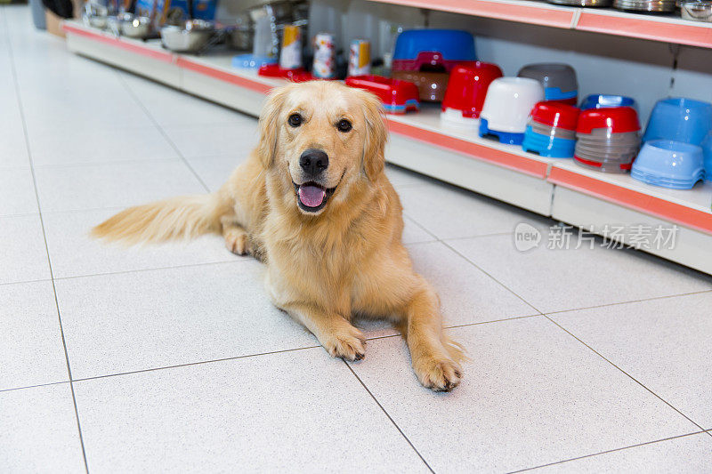 可爱的金毛猎犬在宠物店休息，身后放着狗碗