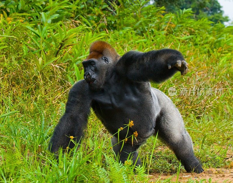 野生低地大猩猩。刚果共和国。