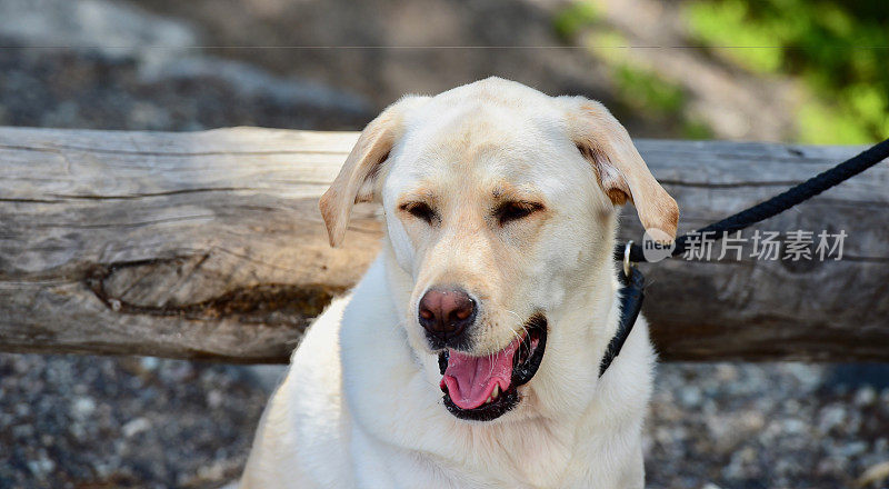 黄石国家公园的拉布拉多寻回犬