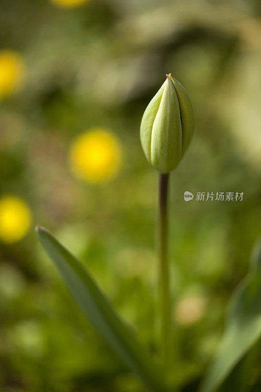 叶芽在春天开花