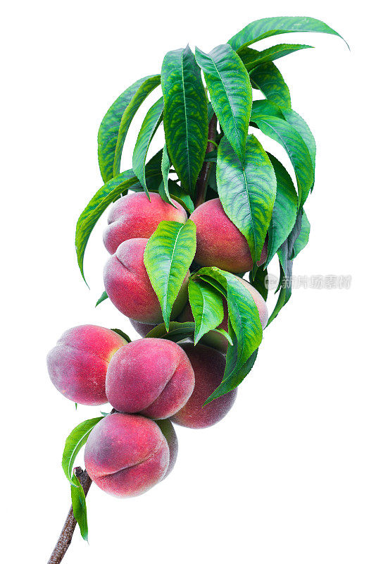 树枝与成熟的果实桃子上的一个分支孤立在一个白色的背景微距镜头