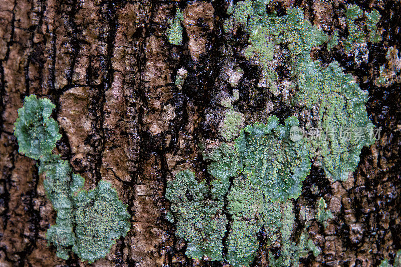 特写绿色像纹理表面的树皮选择焦点