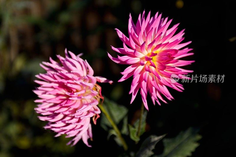 Centaurea-chrysanthemum花