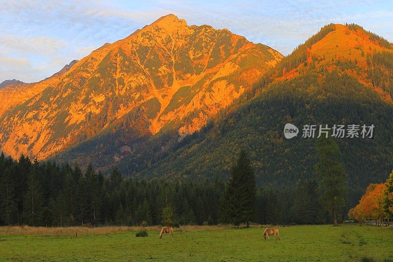 两哈夫林格马-种马在阿尔卑斯景观附近的卡文德尔山脉和巴伐利亚阿尔卑斯山在德国-雄伟的阿尔卑斯景观在金色的秋天，戏剧性的蒂罗尔山全景和田园式的蒂罗尔草地，奥地利