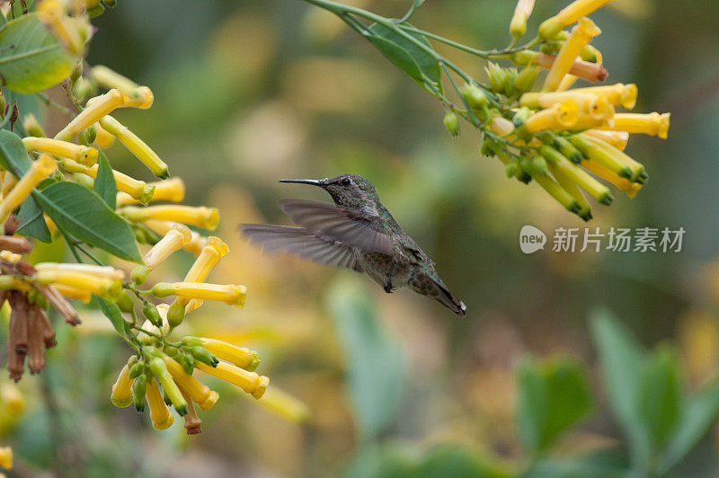 安娜的蜂鸟在黄花旁边飞行