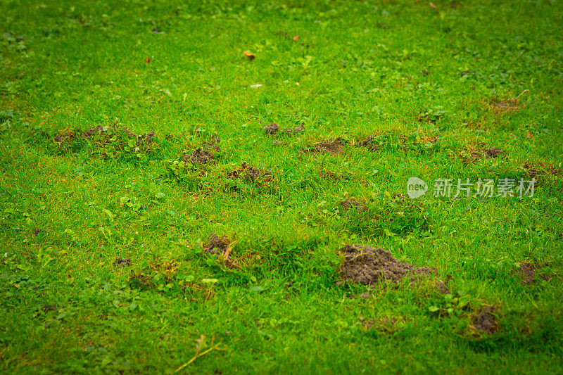 鼹鼠丘在正式的草坪上