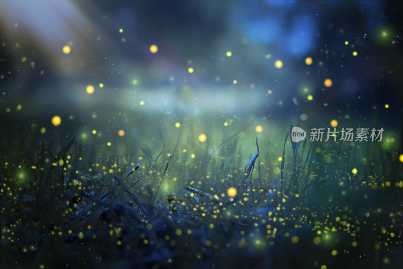 萤火虫在夜林中飞翔的抽象而神奇的形象。童话故事的概念。