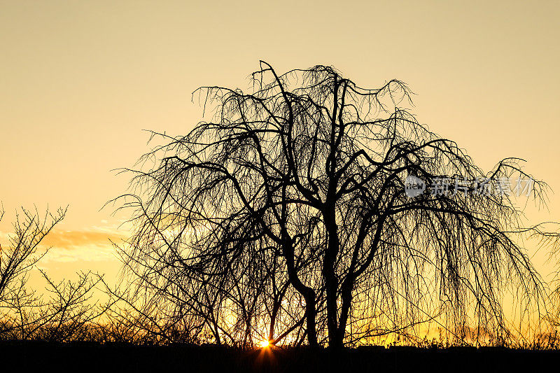 日落时的树木剪影作为自然背景