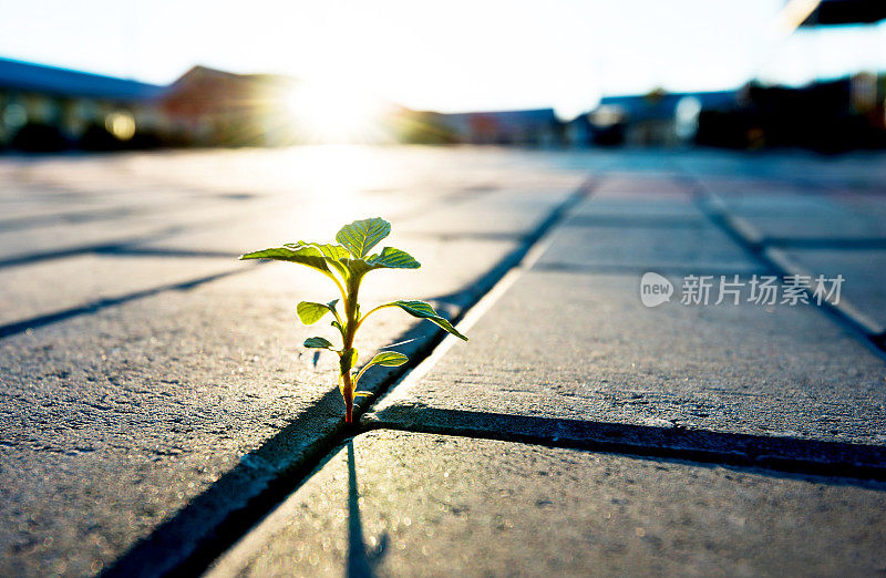 在砖地上生长的小植物