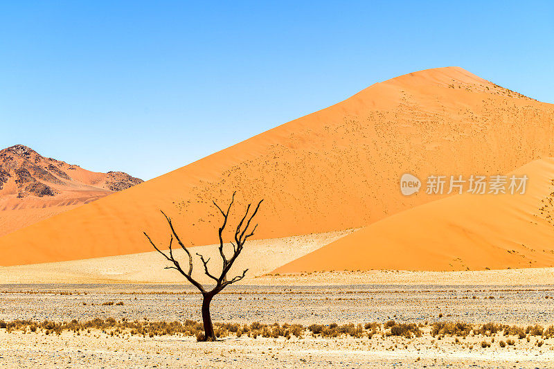 死树和沙丘，Sossusvlei，纳米比亚