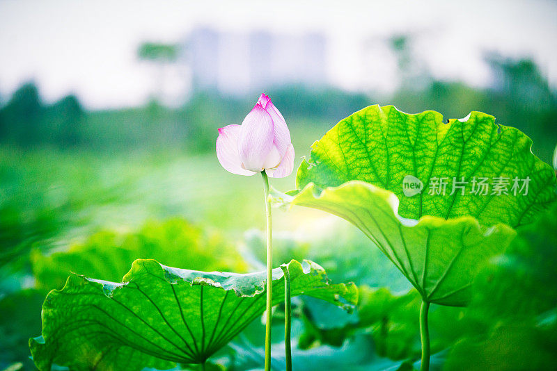 莲花的蓓蕾背景是荷叶、荷花、荷蕾和荷树。拍摄地点是日本神奈川县横滨市。