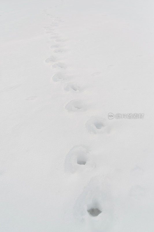 雪地上动物的足迹——雪地的深度很浅