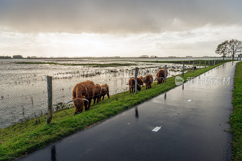 在堤岸的斜坡上篱笆后面吃草的高地奶牛