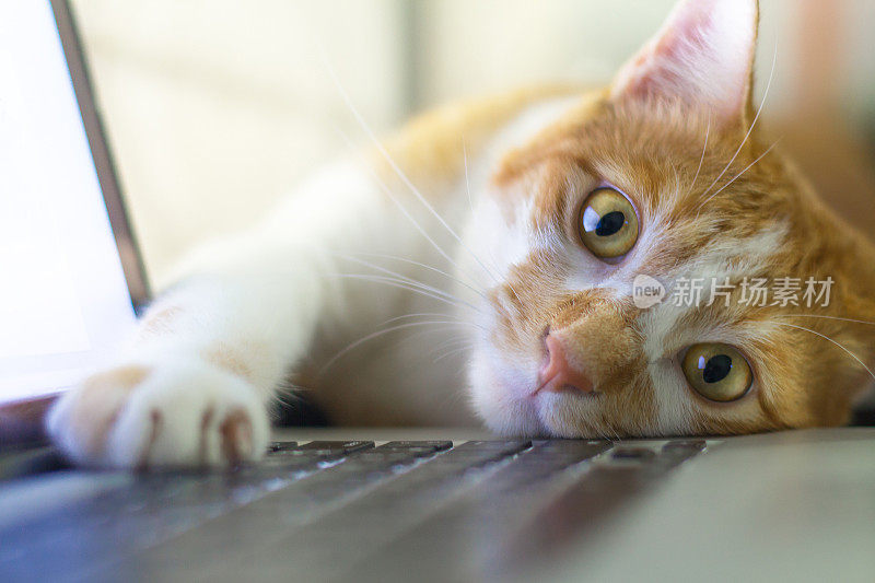猫咪睡在以日出为背景的木桌上的笔记本电脑上