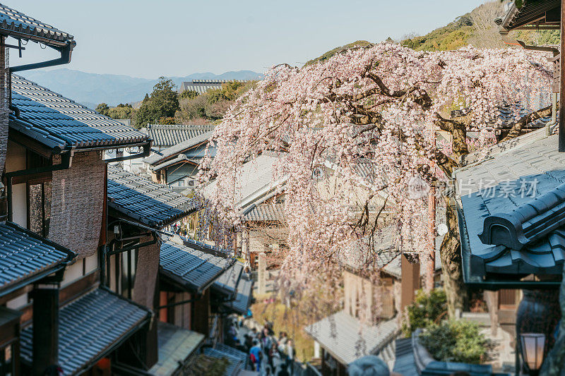 京都的樱花盛开