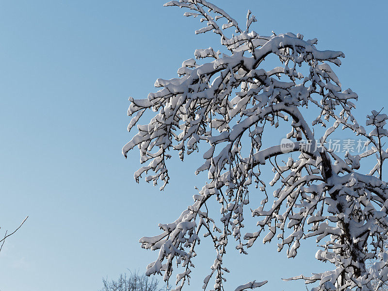 树枝上有厚厚的积雪