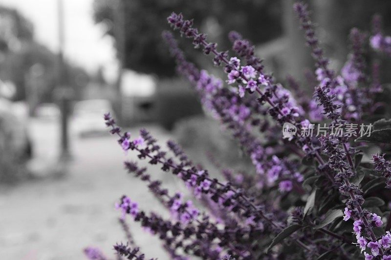 紫花选色