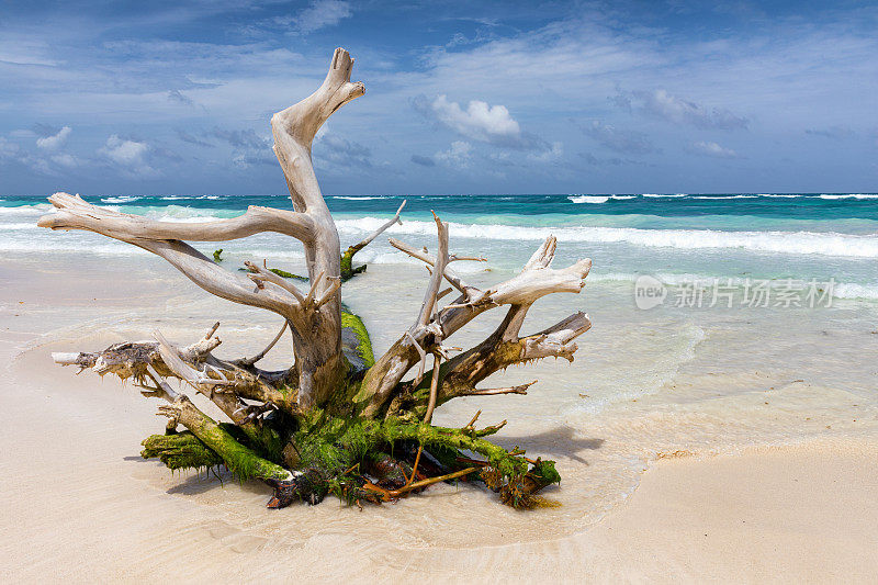 图伦附近加勒比海海滩上的一棵浮木