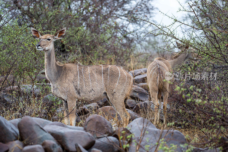 南非:大羚羊