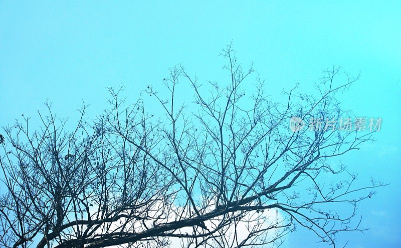 热带剪影高对比树下的蓝天。