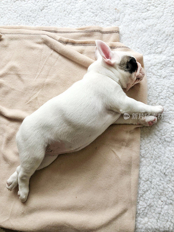 一只法国斗牛犬小狗睡在她的毯子上