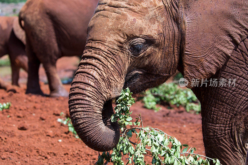 肯尼亚:非洲丛林象