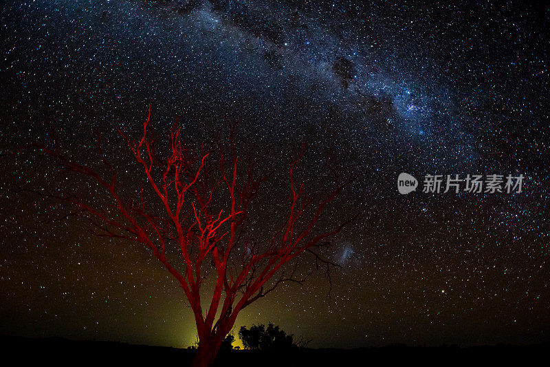 一棵红树的剪影映衬在明亮的银河夜空中