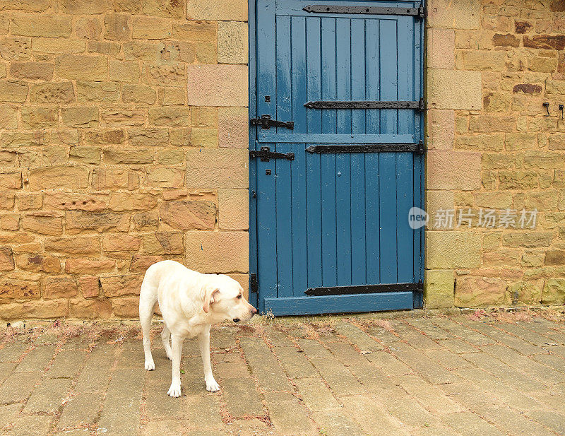 拉布拉多寻回犬和一扇蓝色的门