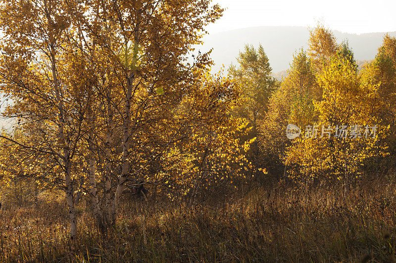 秋天，中国内蒙古草原上的白桦树