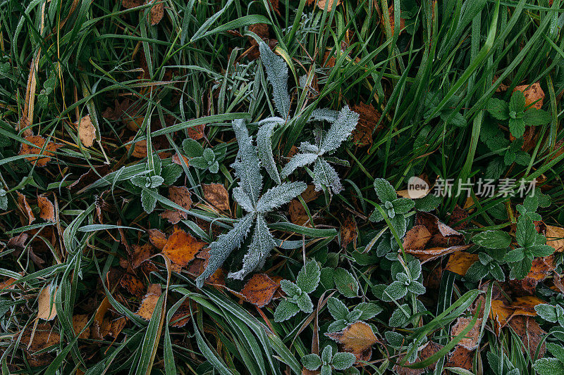 霜叶草自然背景