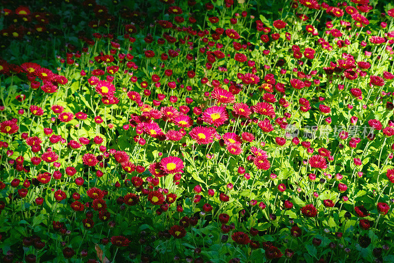 红花绿菊花背景